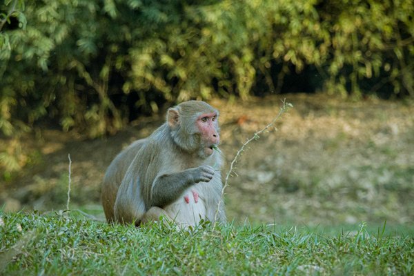 L'énergie solaire photovoltaïque : solutions pour un futur durable